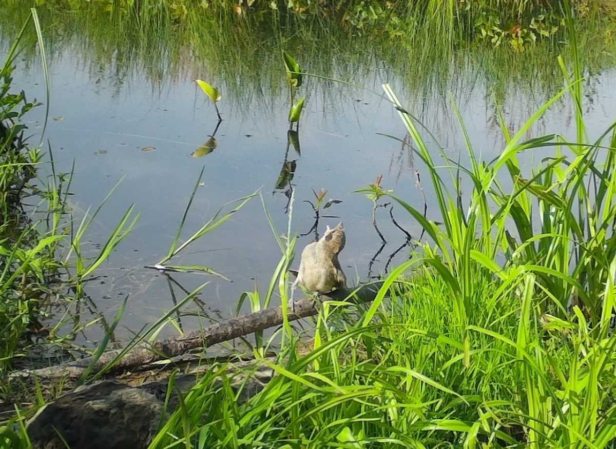 На обед жуланы предпочитают крупных жуков, шмелей, ос, стрекоз, бабочек, пауков и гусениц.
