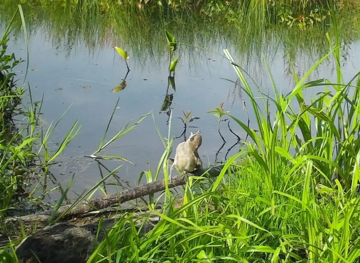 На обед жуланы предпочитают крупных жуков, шмелей, ос, стрекоз, бабочек, пауков и гусениц.