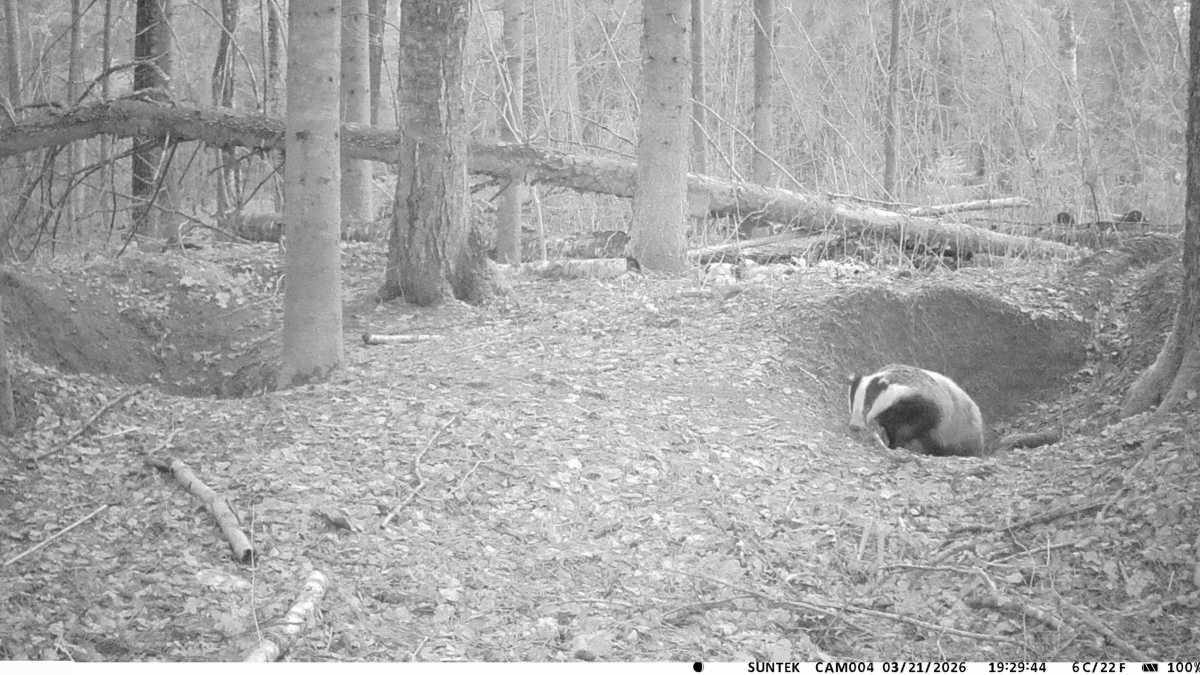 Барсук попал в объектив установленной в лесу фотоловушки.