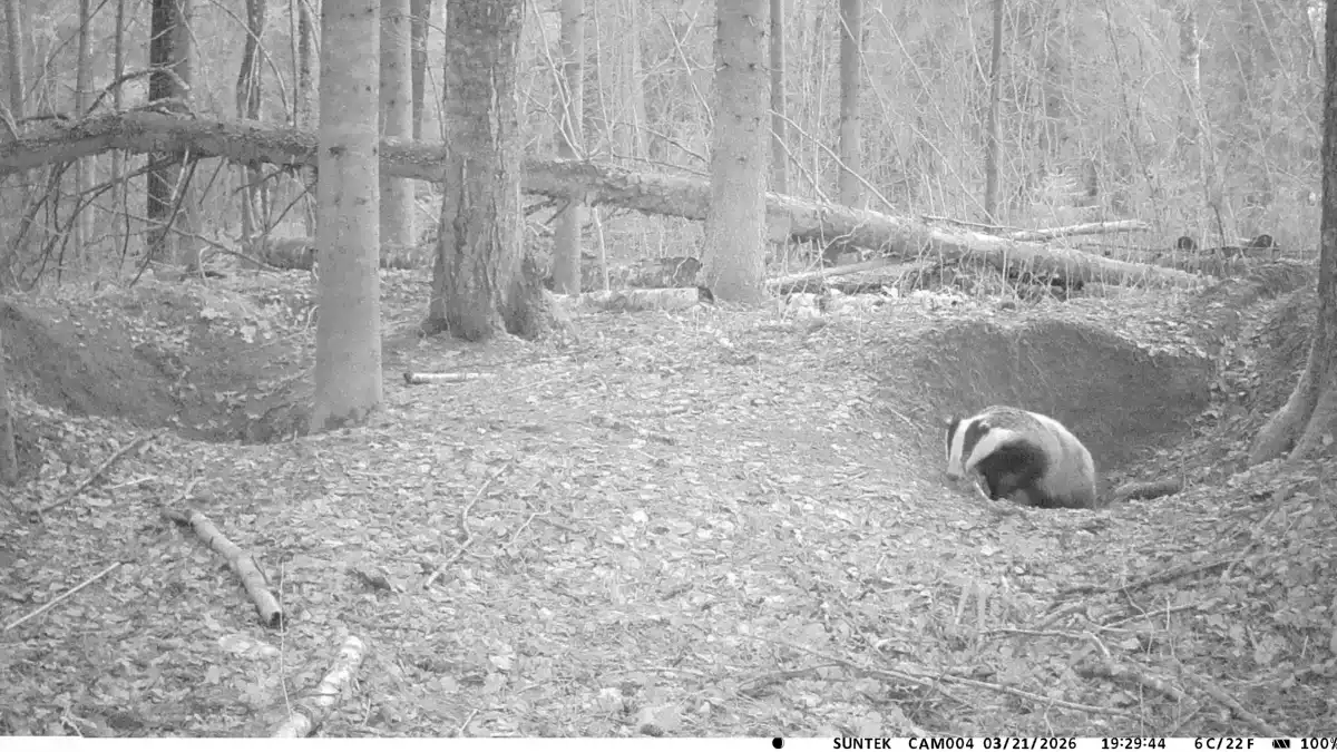 Барсук попал в объектив установленной в лесу фотоловушки.
