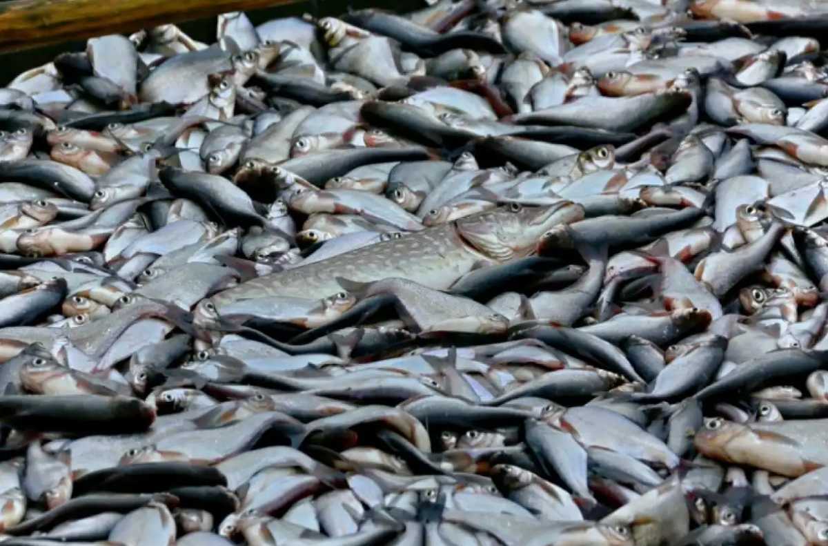 Акция «Доступная рыба» пройдёт на Центральном рынке в Великом Новгороде.