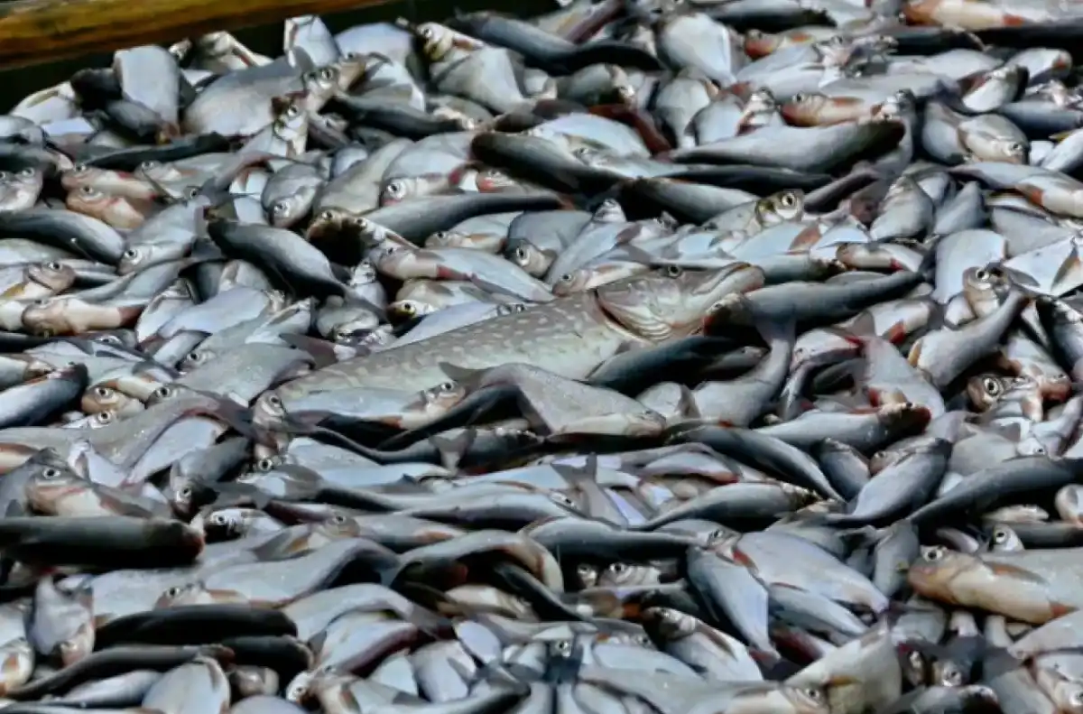 Акция «Доступная рыба» пройдёт на Центральном рынке в Великом Новгороде.