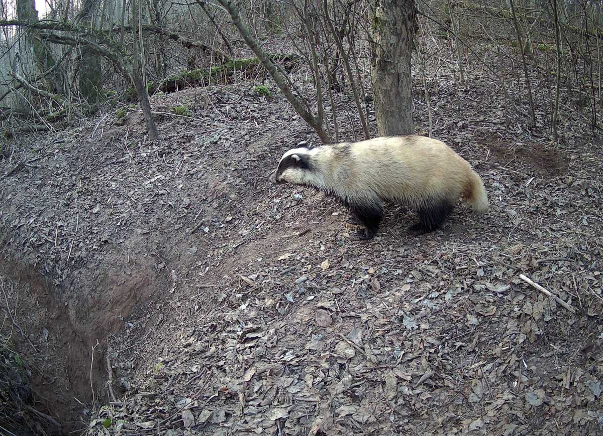 Барсучьи городки – это система нор и гнездовых камер, прорытых в сухих буграх и холмах и старых угольных ямах.