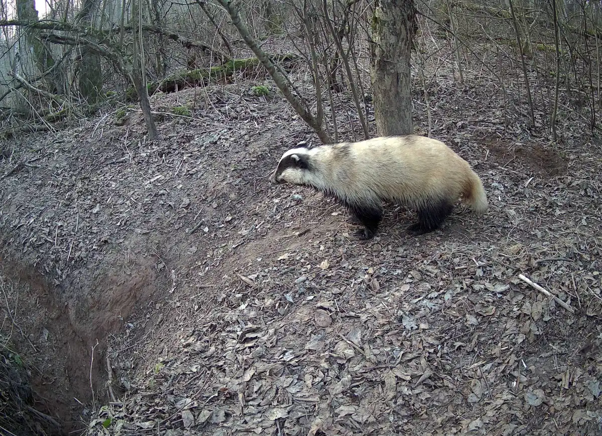Барсучьи городки – это система нор и гнездовых камер, прорытых в сухих буграх и холмах и старых угольных ямах.