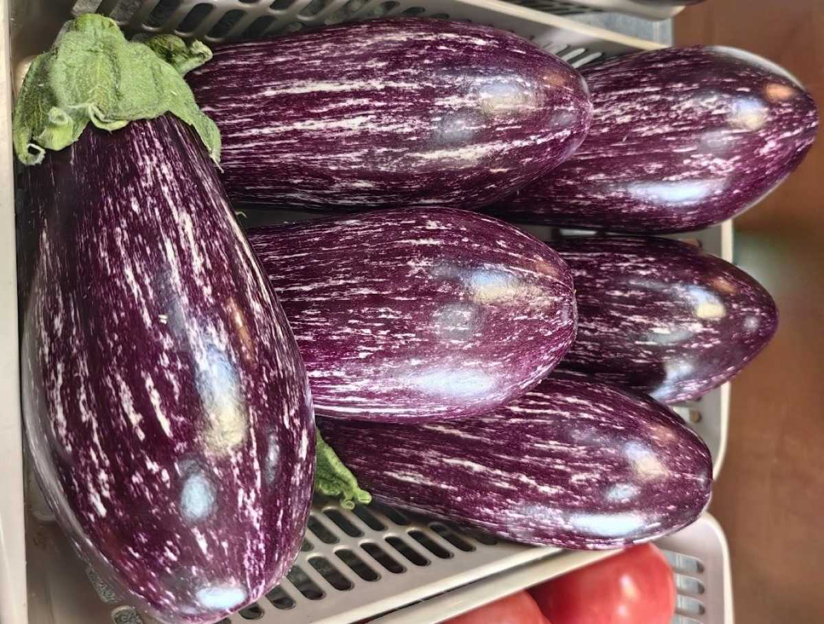 В Новгородской области действуют два тепличных комплекса круглогодичного цикла.