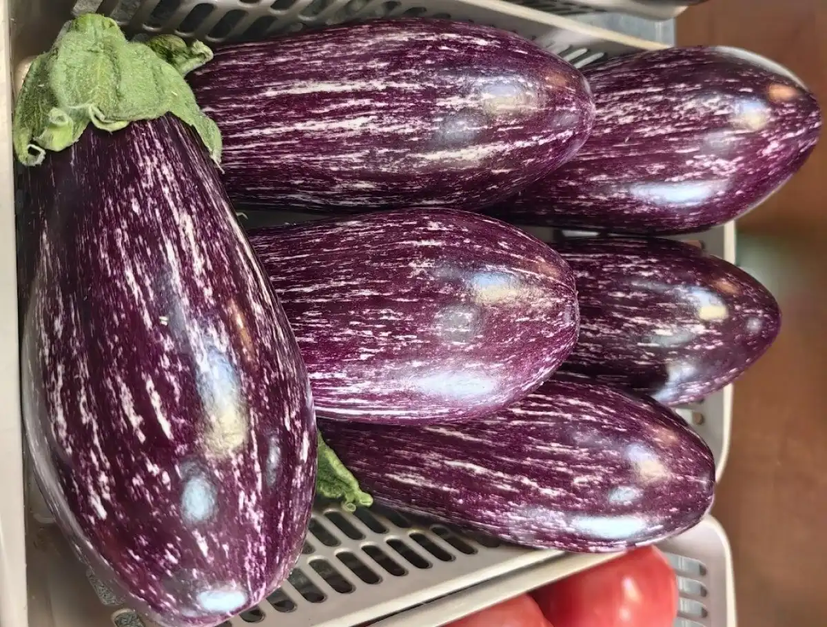 В Новгородской области действуют два тепличных комплекса круглогодичного цикла.