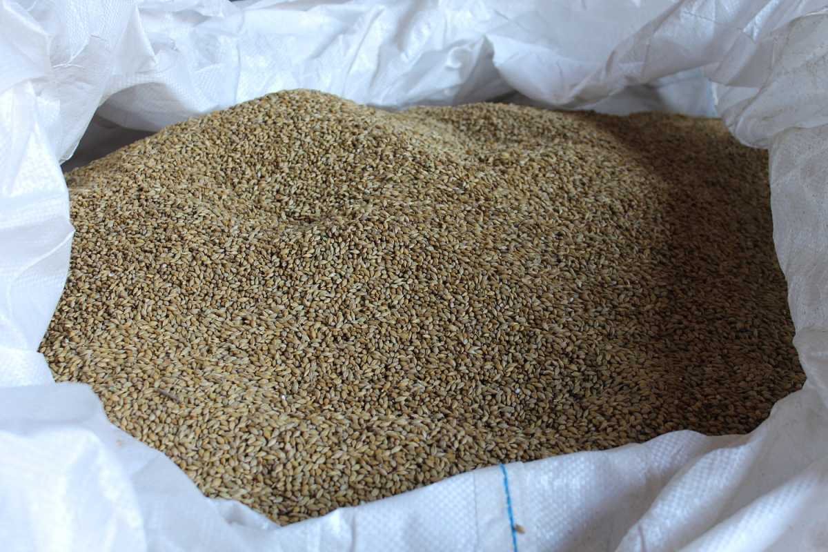 В хозяйстве Дениса Павлюка будет сеять ячмень яровой отечественной селекции сорта «Надёжный».