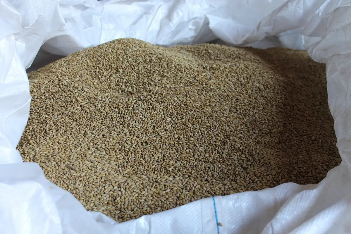 В хозяйстве Дениса Павлюка будет сеять ячмень яровой отечественной селекции сорта «Надёжный».