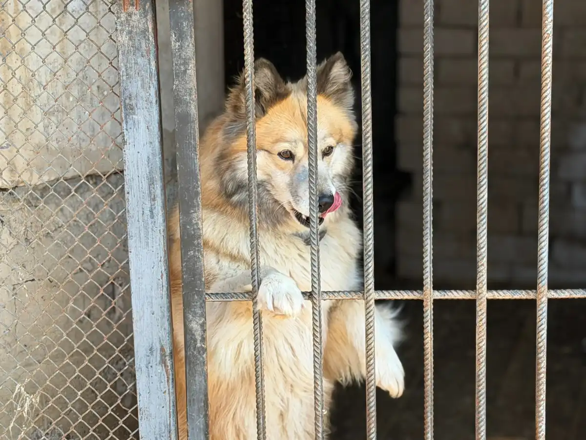 Все животные в приюте прошли обязательные вакцинацию, стерилизацию и чипирование.
