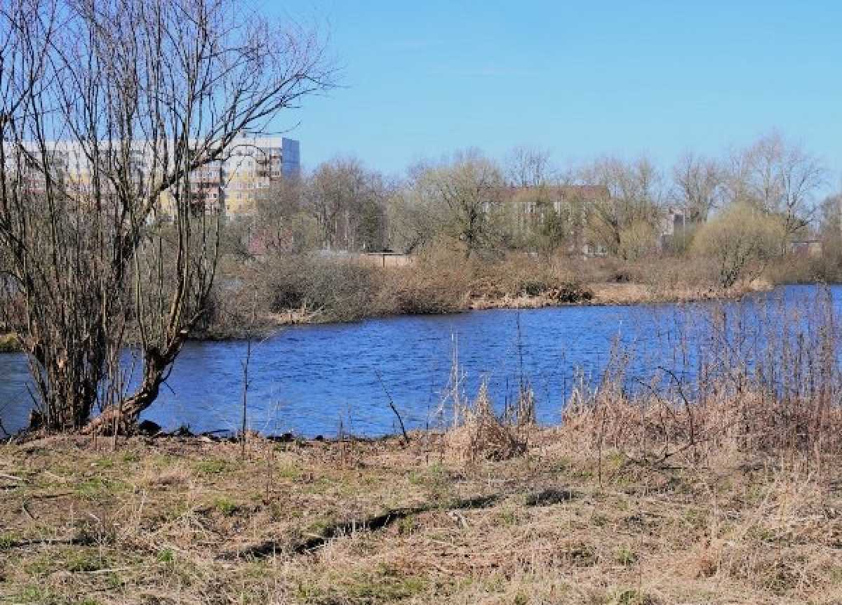 В парке «Чистые пруды» подрядчик выполнил обрезку кустов, оставив шаровидные ивы вдоль берега.