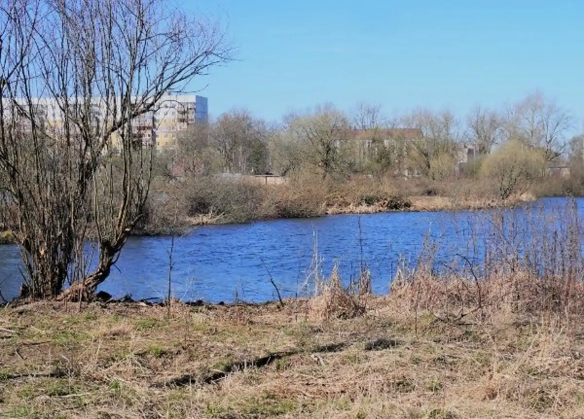 В парке «Чистые пруды» подрядчик выполнил обрезку кустов, оставив шаровидные ивы вдоль берега.