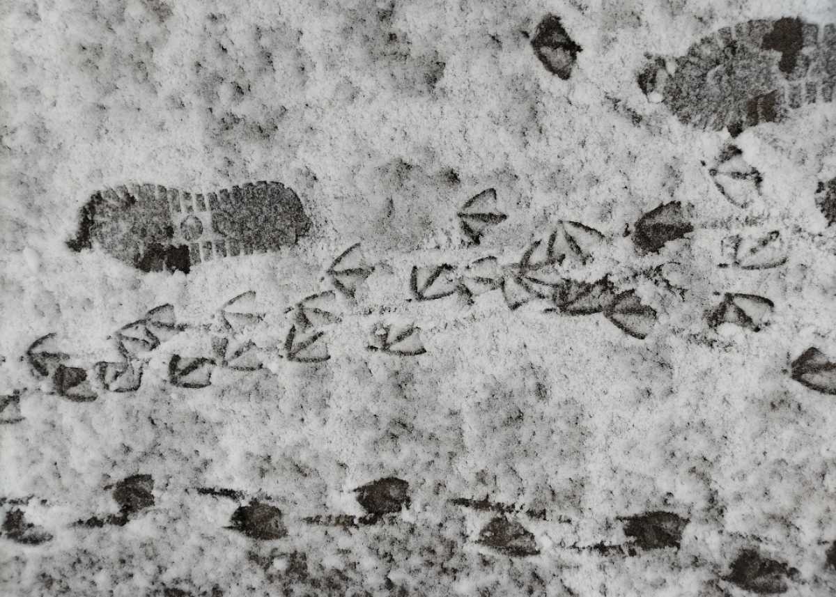 Ночью 4 апреля температура воздуха в регионе составит от -3 до +2 градусов, днём – от 9 до 14.