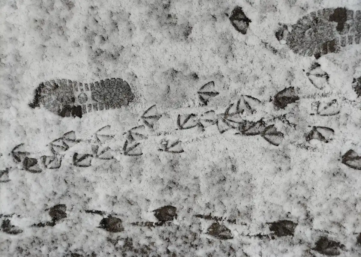 Ночью 4 апреля температура воздуха в регионе составит от -3 до +2 градусов, днём – от 9 до 14.