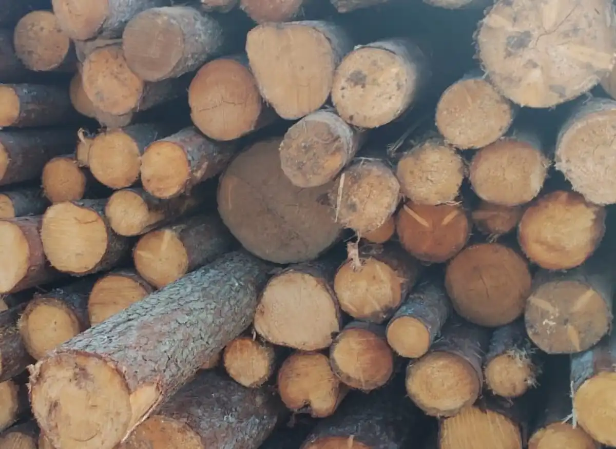 Пиломатериалы и балансовую древесину из Новгородской области отправили в 16 стран.