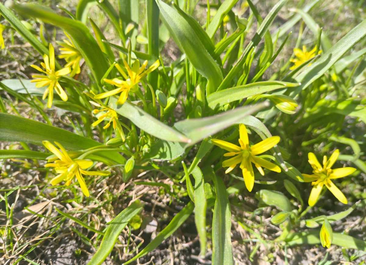 Ночью 9 апреля в регионе возможен небольшой снег, днём существенных осадков метеорологи не ожидают.