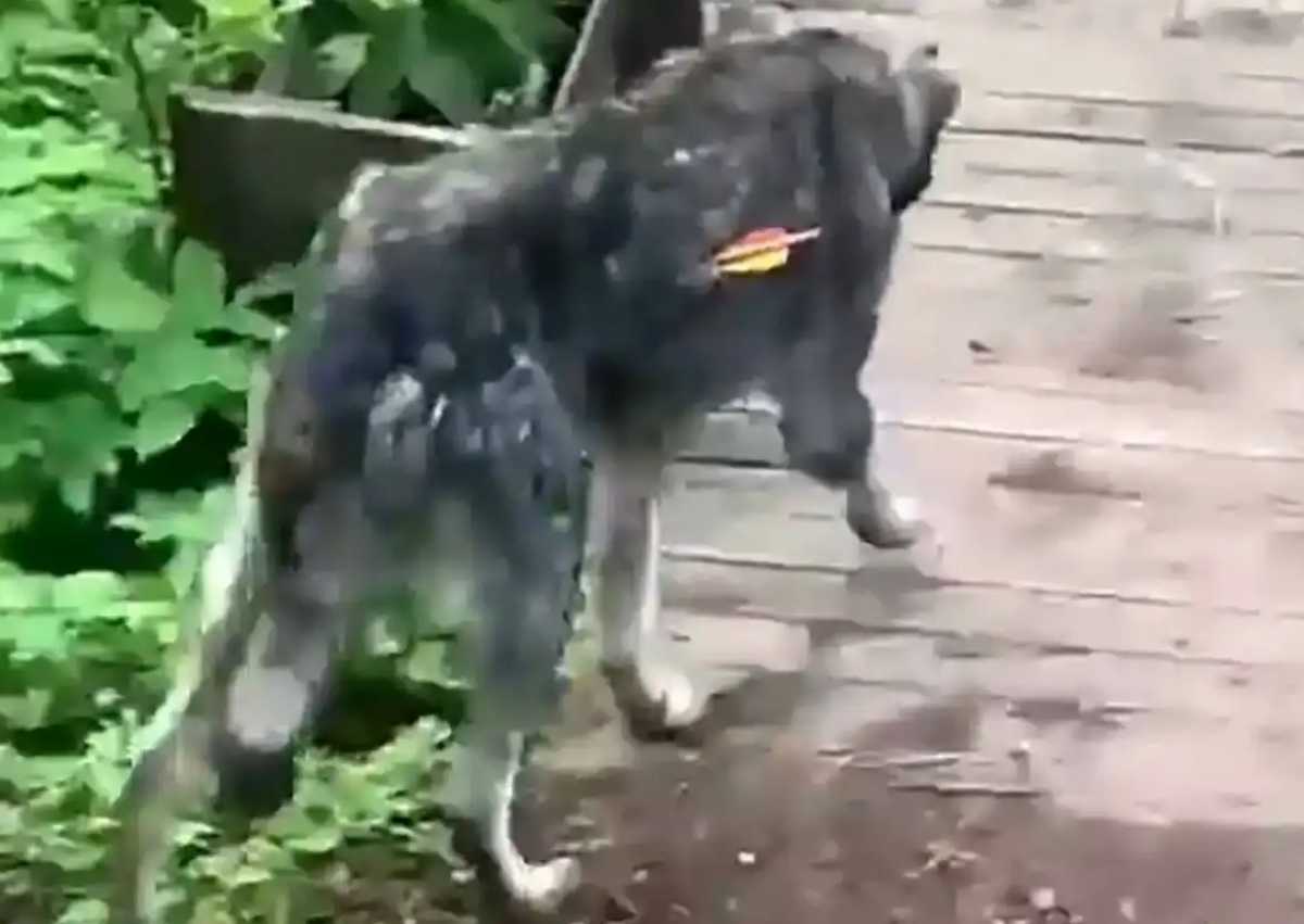 Собака получила ранение грудной и брюшной полостей и скончалась.