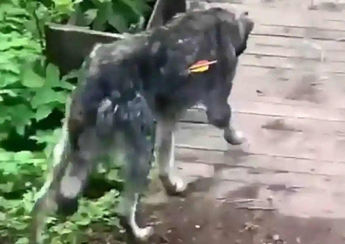 Собака получила ранение грудной и брюшной полостей и скончалась.