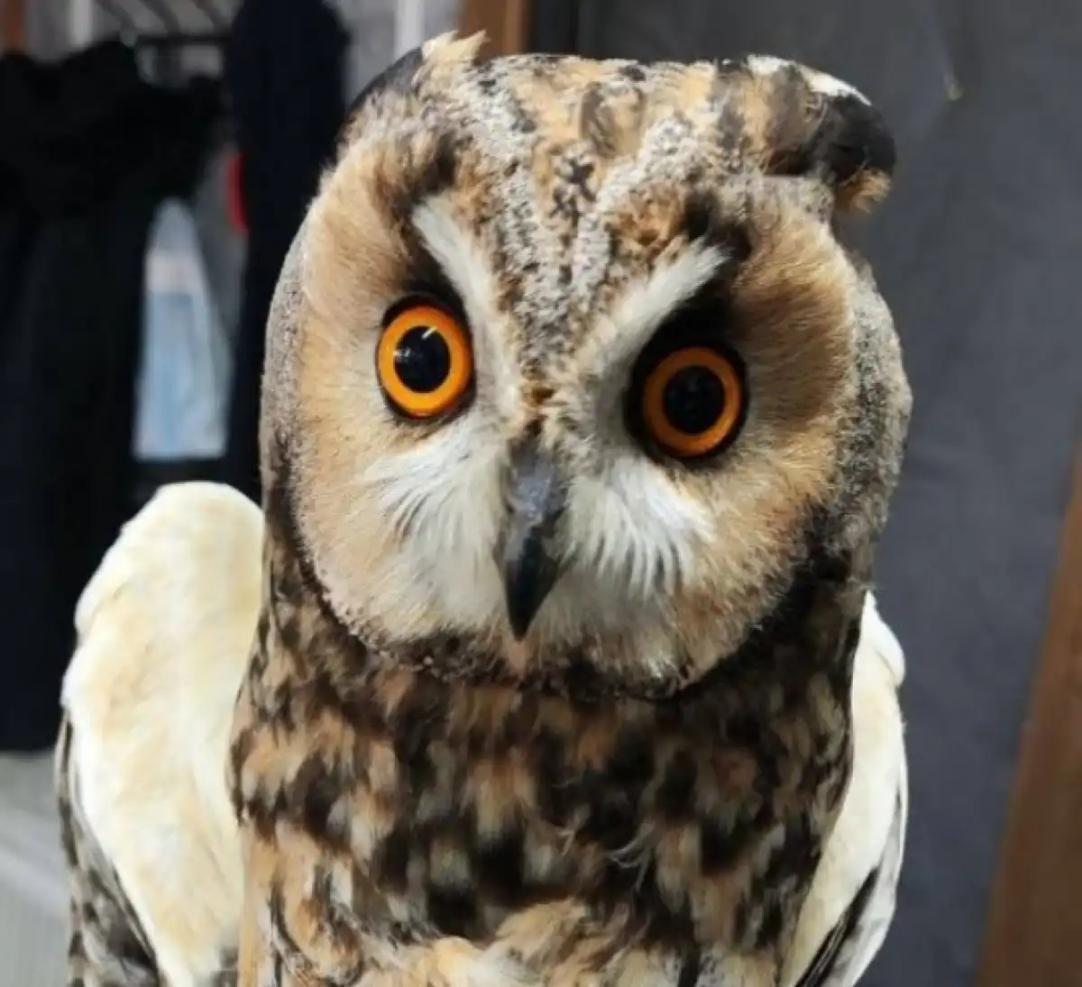 После успешной реабилитации сова была выпущена на волю.