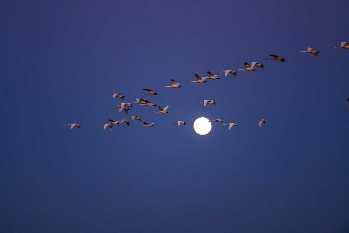 Весенняя охота на пернатую дичь — самая регулируемая и строгая.