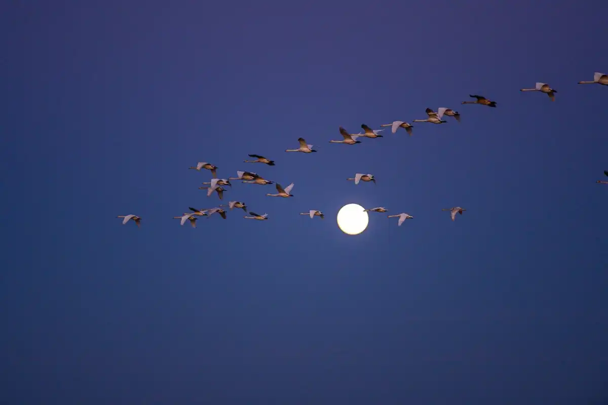 Весенняя охота на пернатую дичь — самая регулируемая и строгая.