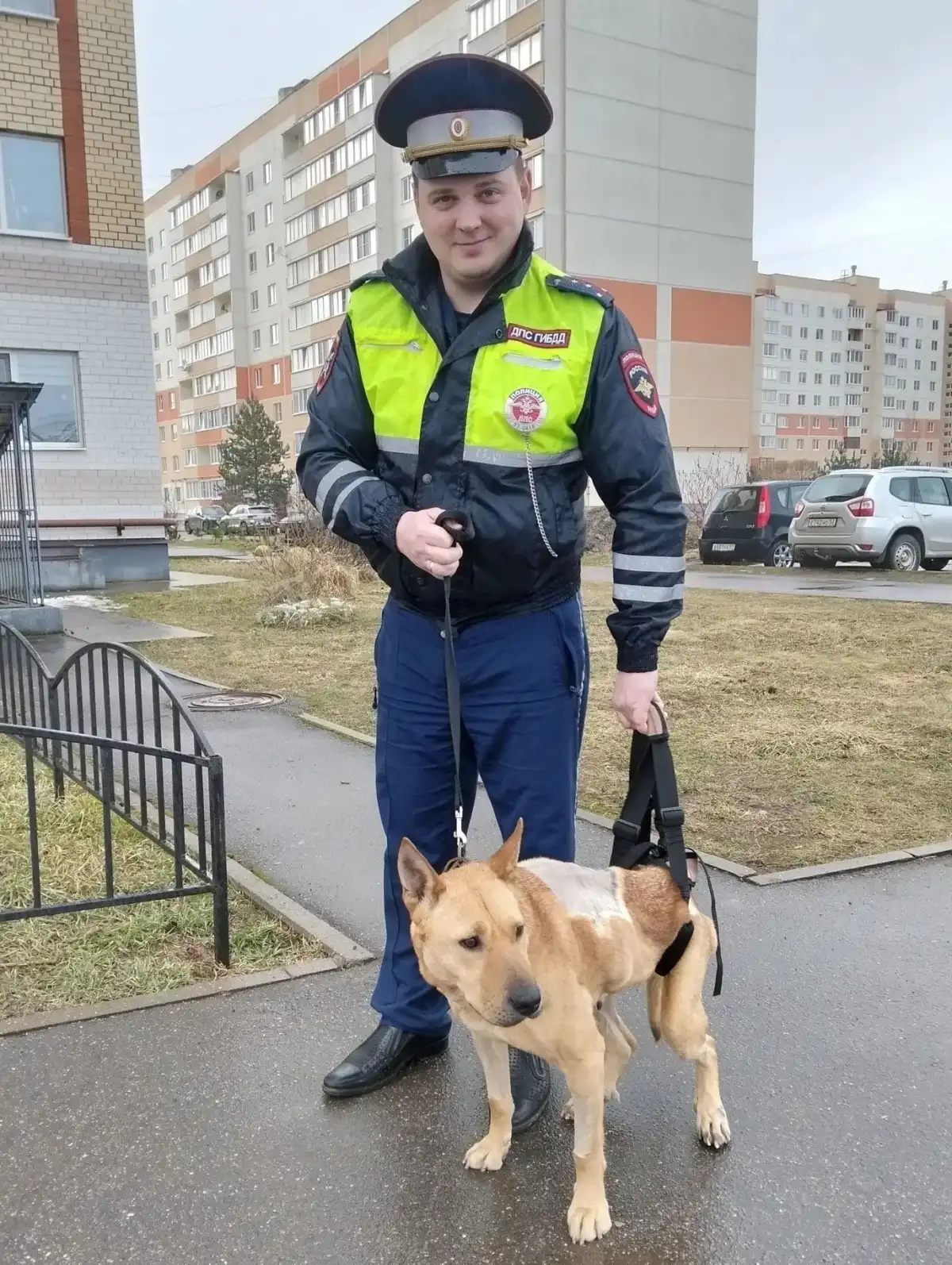 Благодаря действиям Артёма Леонидовича, личность водителя, совершившего наезд на собаку, была оперативно установлена