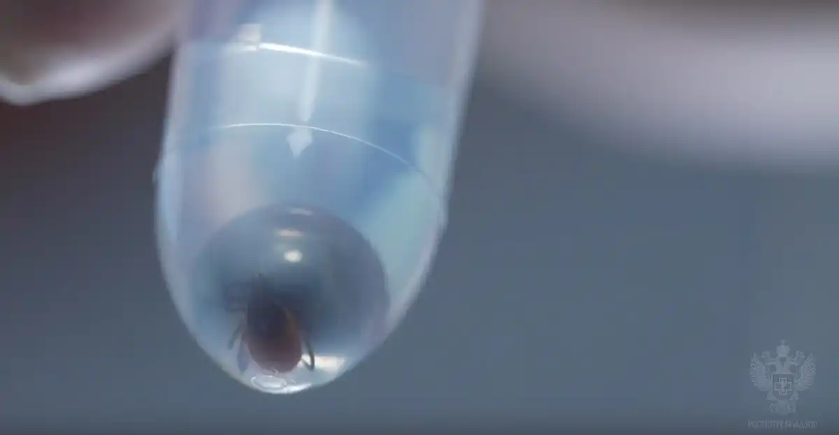 После удаления клеща медики доставят его в лабораторию Новгородской областной инфекционной больницы.