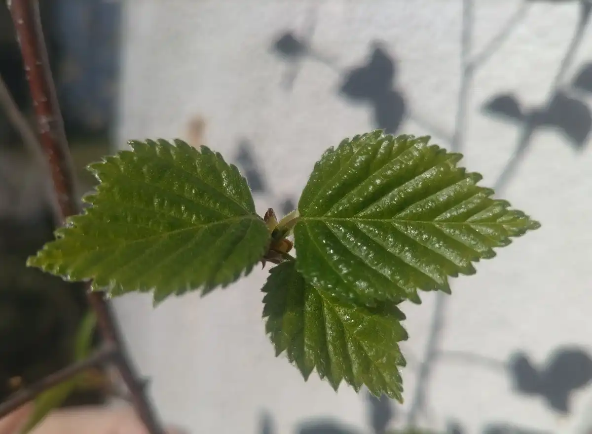Ночью 14 апреля возможны заморозки до -3 градусов, днём потеплеет до 13-18 градусов.