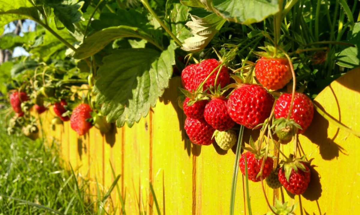 Полученные средства можно направить, в том числе, на выращивание культивируемых плодов и ягод.