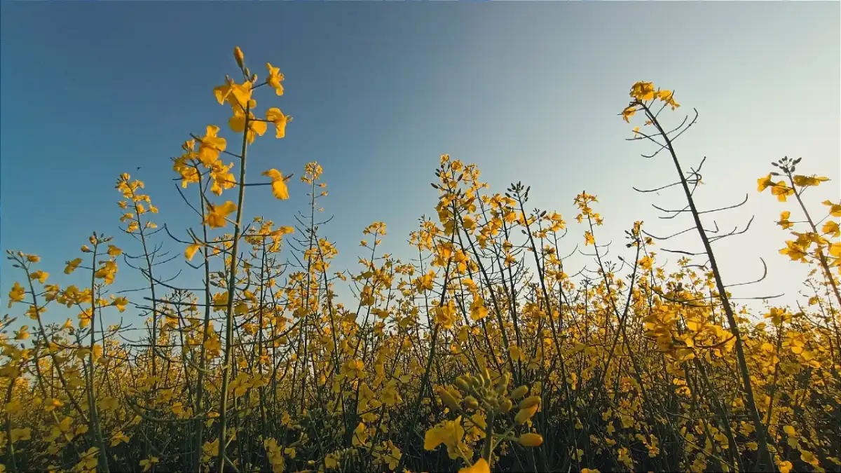 Сейчас аграриям области необходимо активизировать силы, и в максимально короткие сроки провести посевную кампанию.