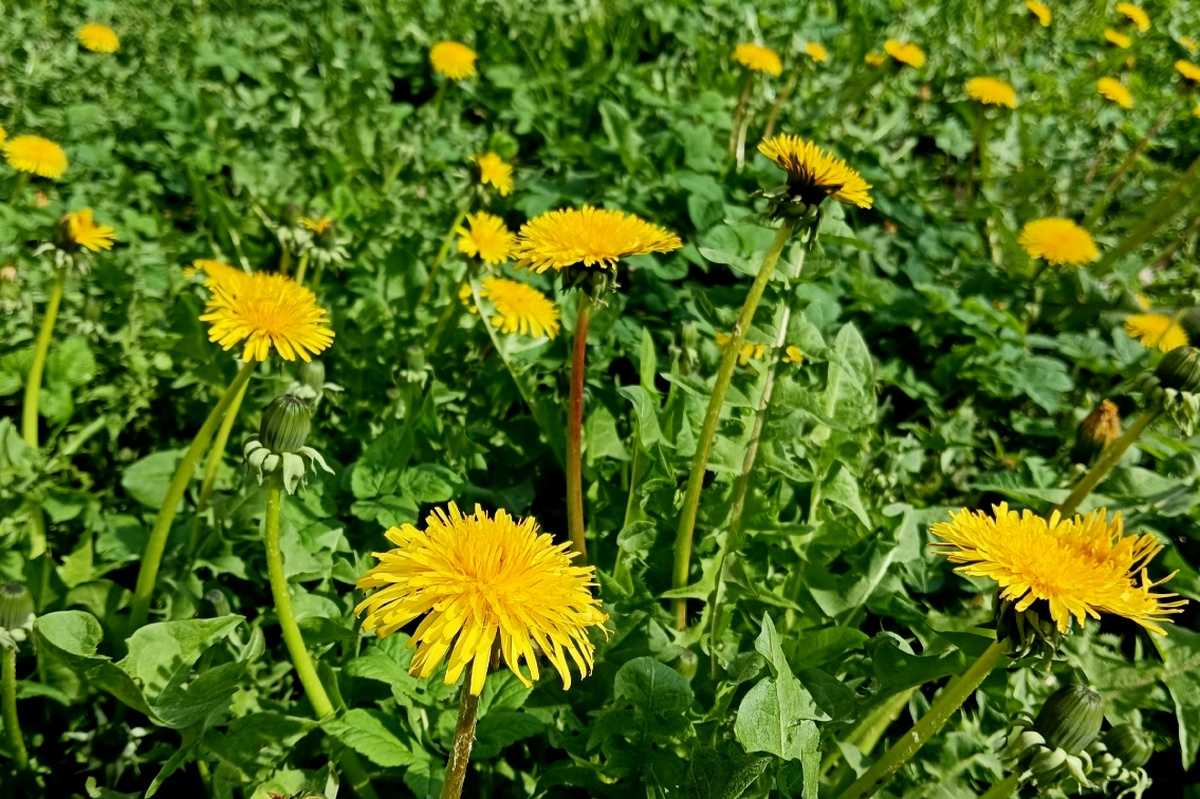 По ночам синоптики всё ещё прогнозируют морозы до -6 градусов.