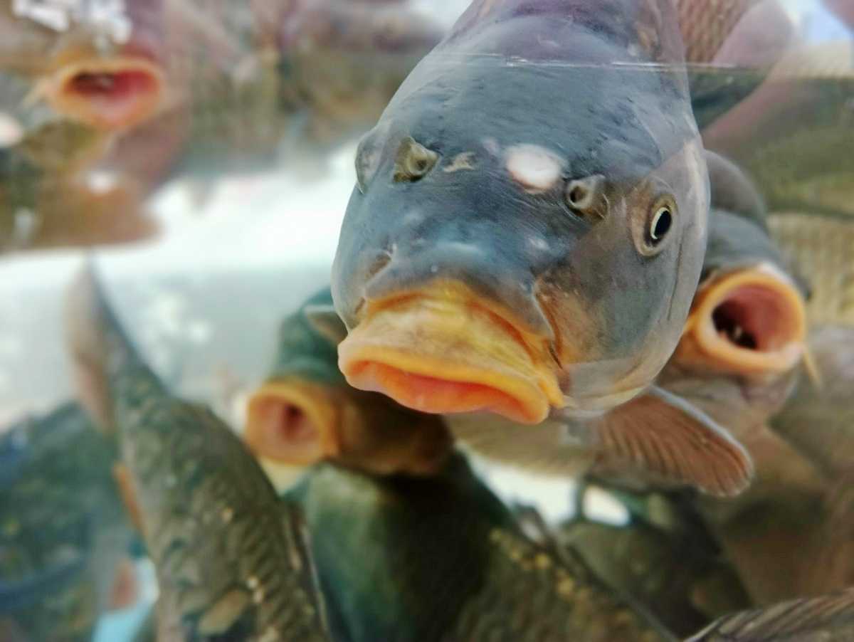 Ставку в Демянском округе делают на малое и среднее предпринимательство, крестьянские фермерские хозяйства.