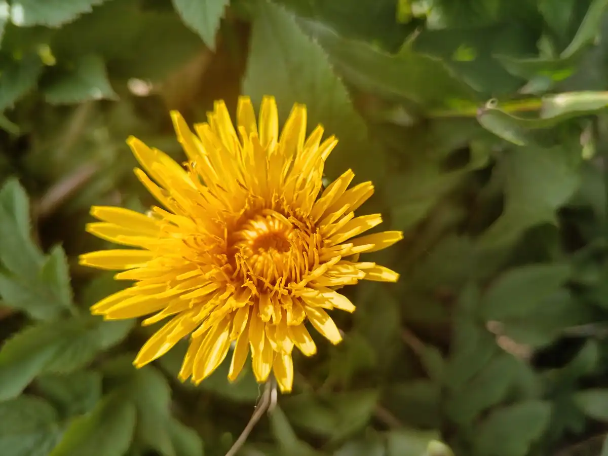 Днём 21 апреля синоптики не обещают осадков в регионе.