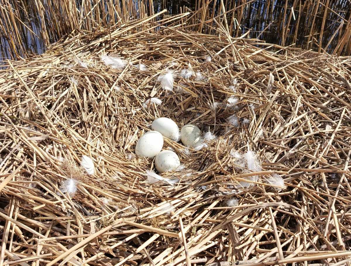 Дмитрий Графов обнаружил построенное лебедями гнездо.