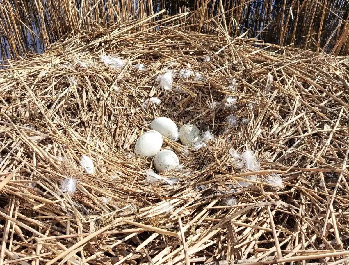 Дмитрий Графов обнаружил построенное лебедями гнездо.