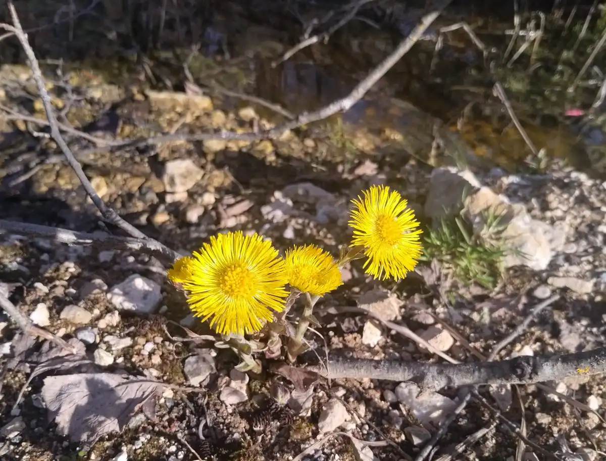 В ночь на 25 апреля температура воздуха в регионе может понизиться до -7 градусов.