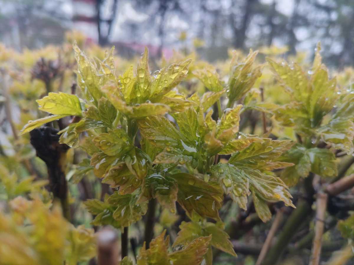 До середины недели в регионе будет очень ветрено и дождливо.