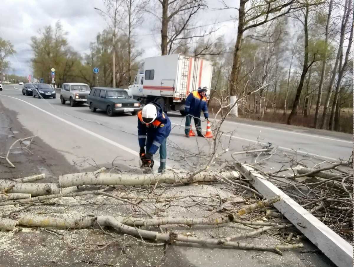 О поваленных деревьях новгородцы могут сообщить в МКУ «Городское хозяйство».