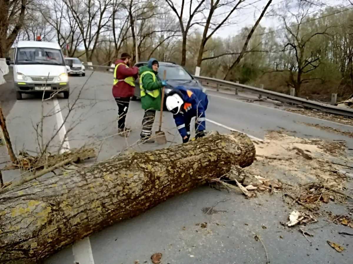 Упавшие деревья убирают четыре специализированные бригады и четыре единицы техники.