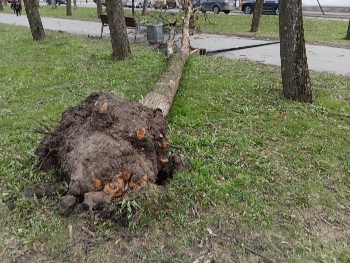 Порывы штормового ветра валят деревья.