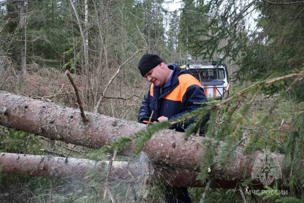 Из-за упавших от штормового ветра деревьев возникли многочисленные обрывы на линиях электропередачи.