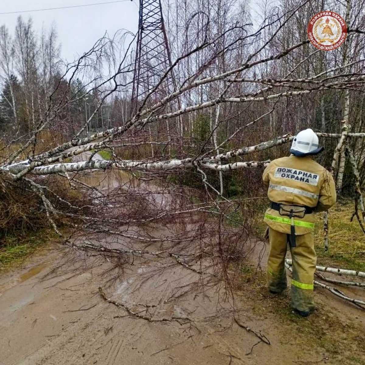 Убирать поваленные деревья помогают спасатели и лесничие.