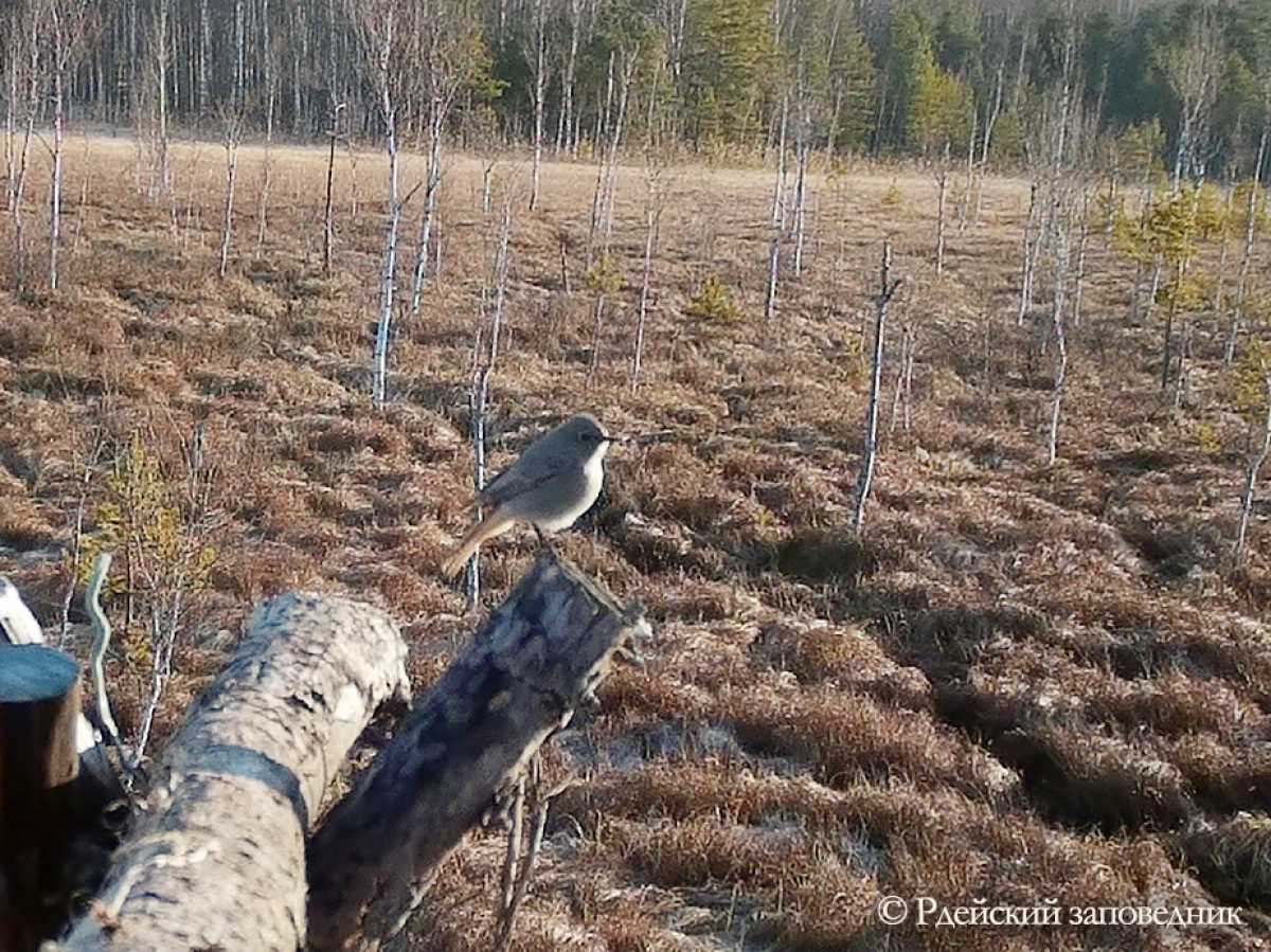 Впервые гориховстку-чернушку заметили в Новгородской области 17 июля 2002 года.