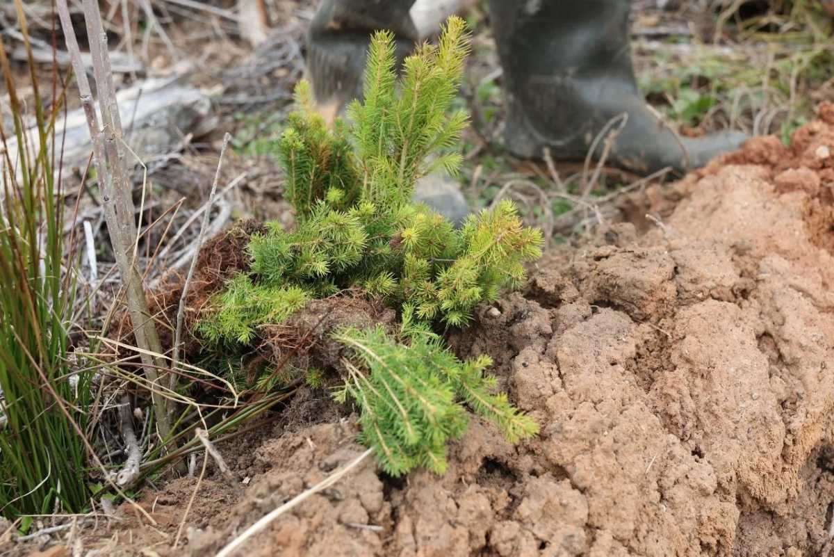 Каждый год в России и за рубежом высаживают 27 млн деревьев.