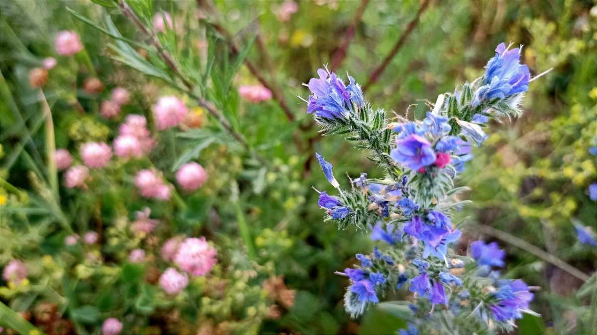 Проводником в мир природы и экосистем станет Виктория Дмитриева, учитель биологии и химии.
