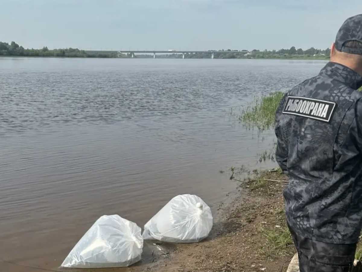 Дорожники выпустили около 185 тысяч тысяч личинок щуки. Дорожники выпустили около 185 тысяч тысяч личинок щуки.