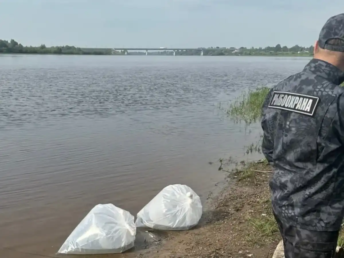 Дорожники выпустили около 185 тысяч тысяч личинок щуки.