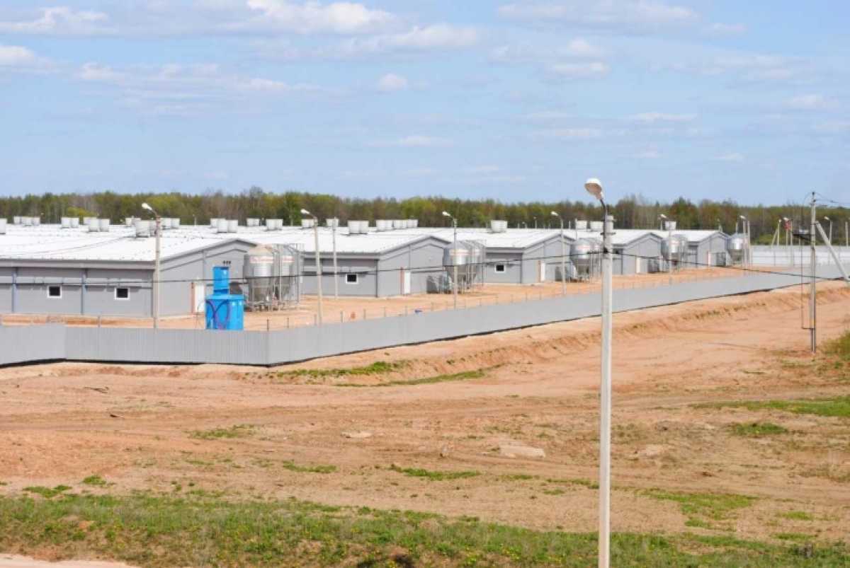 В 2026 году свинокомплекс планирует произвести более 12 тысяч тонн свинины.