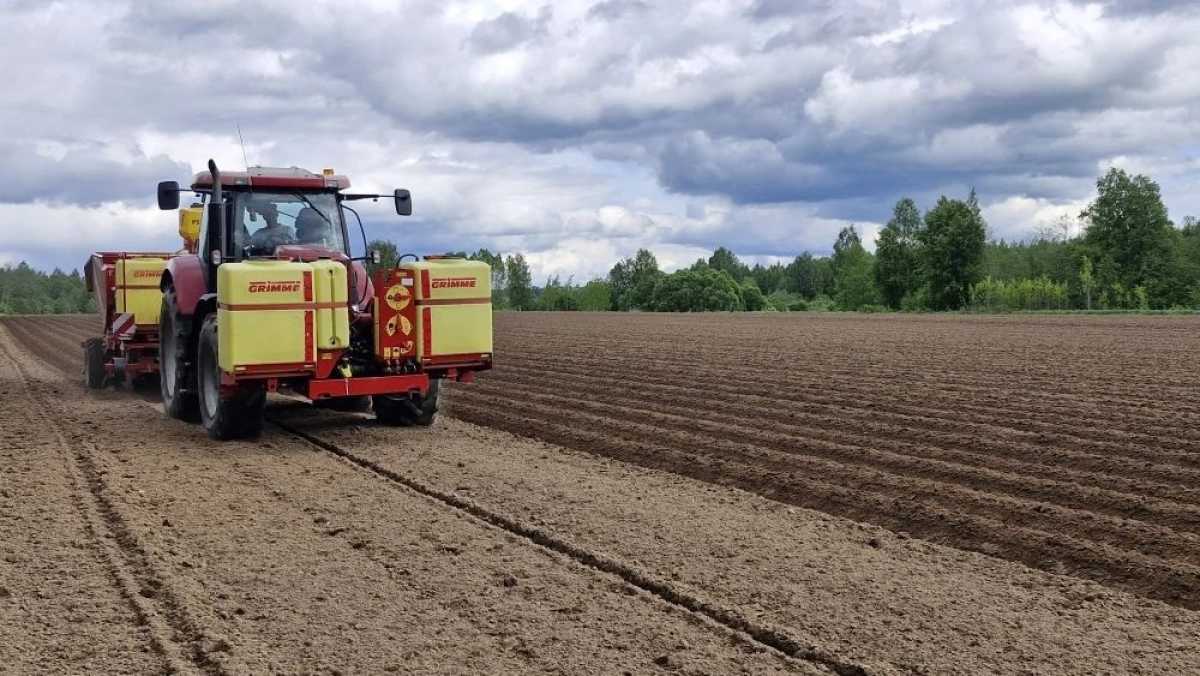 Новгородские фермеры выращивают элитный картофель из пробирки
