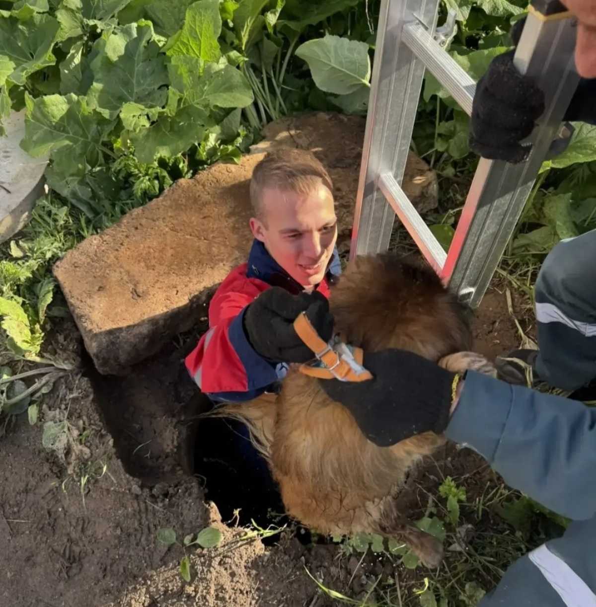 Собаку извлекли из колодца и передали владельцам. Собаку извлекли из колодца и передали владельцам.