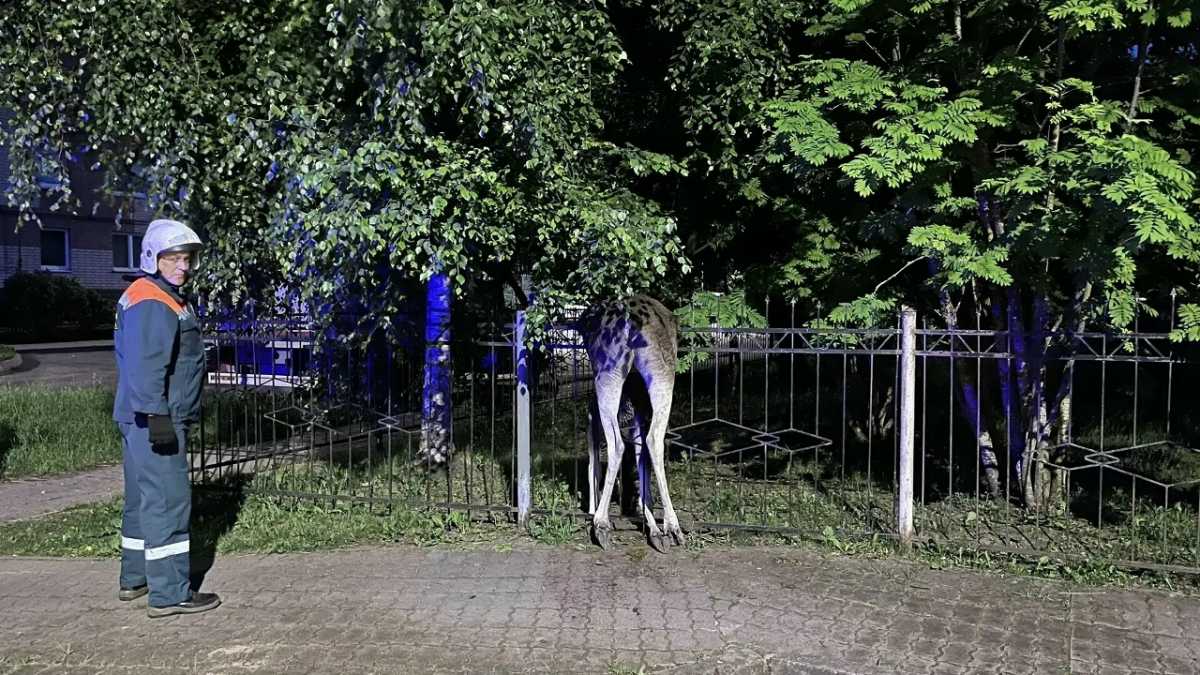 После прибытия представителя Новгородского охотхозяйства спасатели сняли тушу лося с забора. После прибытия представителя Новгородского охотхозяйства спасатели сняли тушу лося с забора.